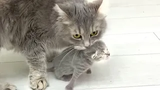 Mom cat carried a kitten to dad: I gave birth, you bring up