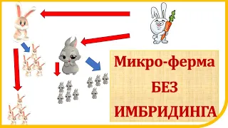 🐇🐇🐇Калифорнийские кролики РАЗМНОЖЕНИЕ - мой первый опыт