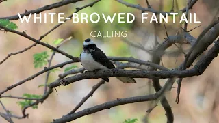 White Browed Fantail Calling | White-browed Fantail song #birdcalling