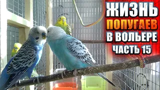 🦜 Сэм просит любви у девочек | Жизнь волнистиков. Мы любим жить в большом и уютном вольере!