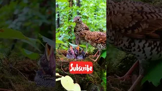 birds #shorts #youtube #ytshorts #trending #viral