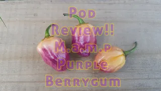 Capsicum Co! Pod Review!! Mamp Purple Berrygum