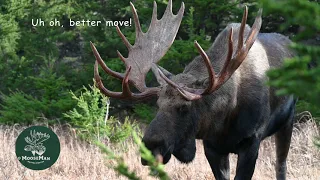 Huge bull moose go at it fighting over cows
