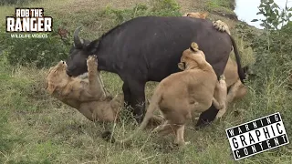 Lion Pride Catch A Buffalo | Herd Returns To Seemingly Mourn Loss