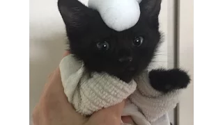 How to give a kitten or cat a bath without drama or stress!