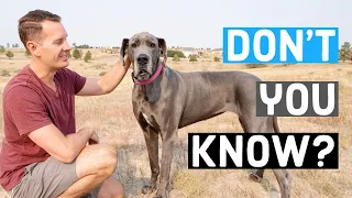 11 Things That ONLY A Great Dane Parent Would Understand!