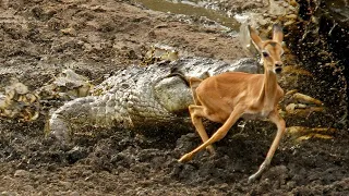 15 Unglaubliche Momente, In Denen Tiere Dem Tod Auf Wunderbare Weise Entkommen Sind