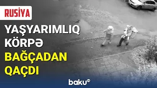 Rusiyada yaşyarımlıq körpə bağçadan qaçdı - BAKU TV