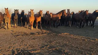 Опасный момент, могли затоптать.| Осеняя глистогонка.