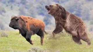 Вот как охотится ХОЗЯИН леса! Бурый Медведь – ТЕРМИНАТОР животного мира!