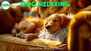 24 HOURS of Dog Calming Music For Dogs 🐶 Best Dog Music 🎵 Separation Anxiety Relief Music