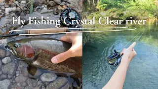 Sight Fly Fishing crystal clear river in New Zealand【ASMR】