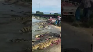 Голодные и опасные крокодилы 🐊😨