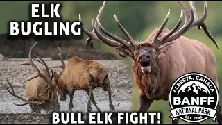 Epic Bull Elk Fight and Bugling Calls During the Rut in Banff National Park - Candian Rockies in 4K