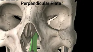 The Ethmoid Bone