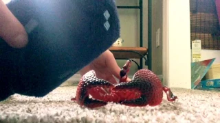 Red scorpion vs squid episode 10