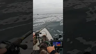 Ocean Kayak Fishing w Garmin UHD 73sv Hobie Outback #kayakfishing #garmin #shorts #hobiefishing