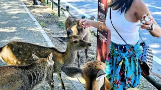 Deer Land Nara Japan - Meet the Bowing Deer | To Do in Nara Japan | Day trip from Osaka or Kyoto