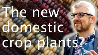 Crop domestication: why only wheat, rice & maize? - Mark Chapman 🍅🌽