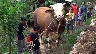 Cr4zyy !! There is Monster Bull in the Dangerous Farm Place
