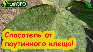 ЭТО РАСТЕНИЕ ДОЛЖЫ ВЫРАЩИВАТЬ ВСЕ! Мощное оружие для борьбы с паутинным клещом. Используйте его!