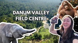 Danum Valley Field Centre: The Wildlife Wonderland of Borneo | Amazing Borneo