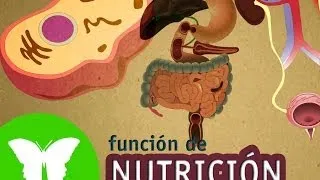 La Eduteca - La función de nutrición