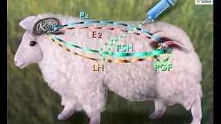 La reproduction assistée chez le mouton