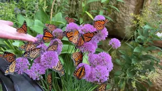 Releasing Butterflies at the Northern Michigan Garden