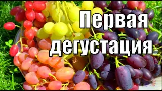 Самые ранние сорта винограда у меня на участке. Первая дегустация /Сорта винограда