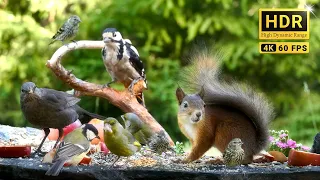 Cat TV 😽 for Cats to Watch Birds & Squirrels -The Greatest Breakfast Buddies (4K HDR)