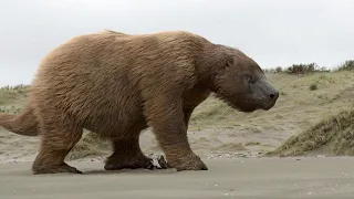 Giganten der Urzeit - Mega Hai und Riesenfaultier Doku HD