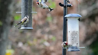 Goldfinch in Slow Motion at the Feeder