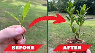 HOW TO: Propagate Ficus Bonsai (It’s EASY!)