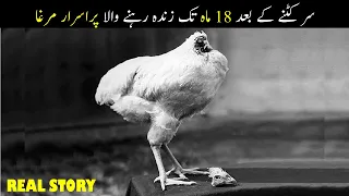 Real Story of Miracle Mike The Headless Chicken | Real Horor Story of Chicken in hindi/Urdu