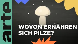 Wovon ernähren sich Pilze?  | ARTE Family