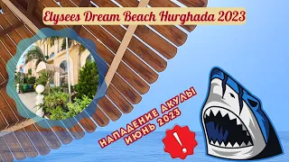 Elysees Dream Beach Hurghada. Нападение акулы 8 июня 2023!!!