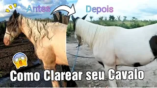 Como clarear a crina do seu cavalo com 2 ingredientes!!!