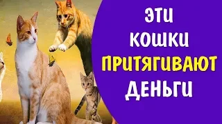 Цвет кошки притягивают в дом деньги счастье