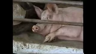 Технологія утримання і вирощування свиней на глибокій підстилці