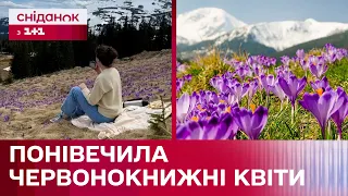 Нищила червонокнижні рослини заради лайків! Скандал з блогеркою у полі крокусів