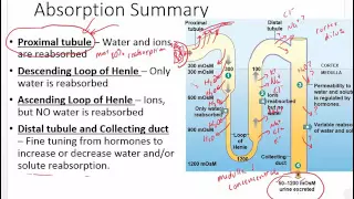 Chapter 20   Renal   Hormones and Urine Production