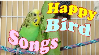 10 Hr Happy Parakeets Sing Playing & Eating, Cute Budgies Chirping. Reduce Stress of lonely Birds