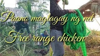 Pano maglagay ng free-range net sa ating Freerange chicken | at paglipat ng mga Sisiw | Malicse farm