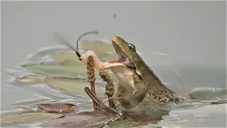 Frosch frisst Kleinlibelle / Frog eats damselfly