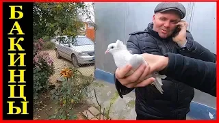 Вот так должны играть и летать Настоящие бакинские голуби / BAKU PIGEONS ( Vitalie , CAHUL )