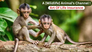 A [Wildlife] Animal's Channel !Art Of Life Insurance