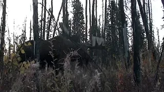 Giant yukon moose bow kill at 5 yards