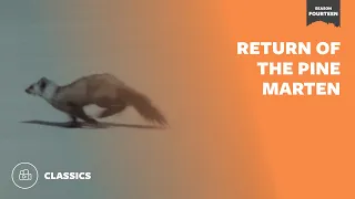 Return of the Pine Marten | Mutual of Omaha's Wild Kingdom