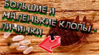 Большие и маленькие клопы - и личинки!